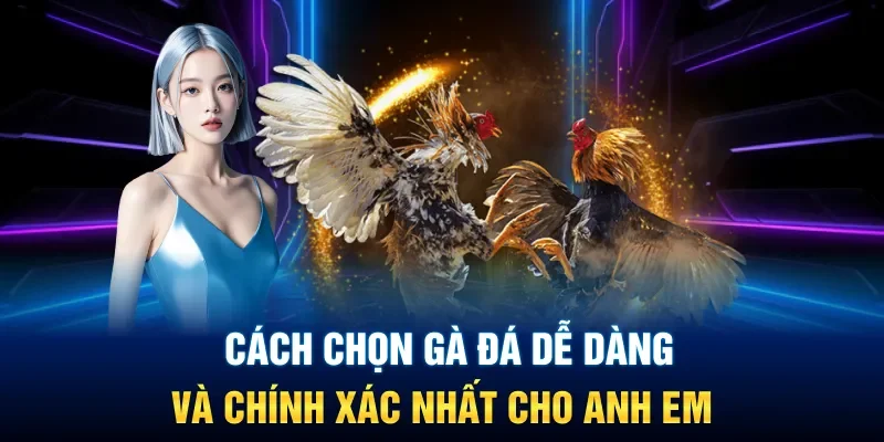 Cách Chọn Gà Đá Dễ Dàng Và Chính Xác Nhất Cho Anh Em