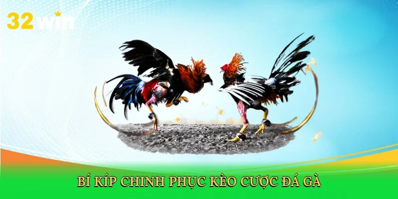 bi-kip-chinh-phuc-keo-cuoc-da-ga-4