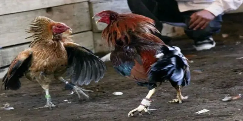 Cộng đồng chơi đỉnh chóp