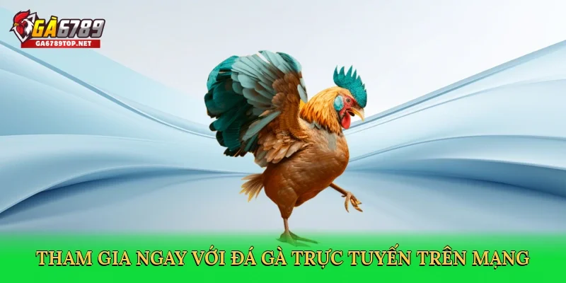 Tham gia ngay với Đá gà trực tuyến trên mạng