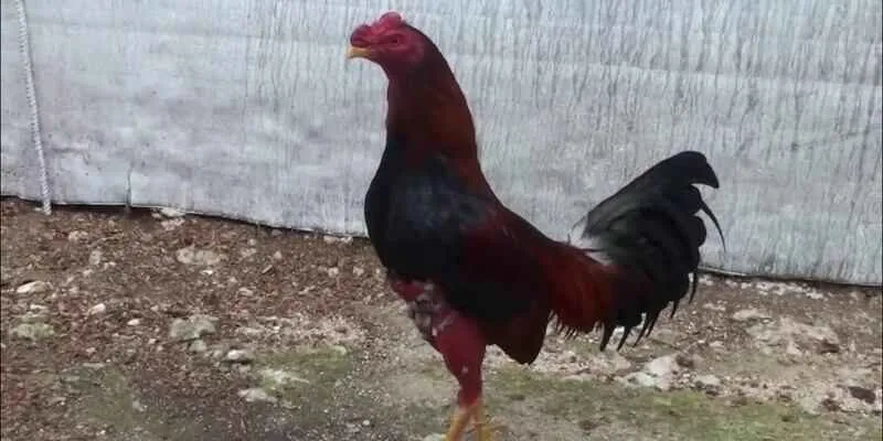 Tổng quan về kèo đá gà hiện nay